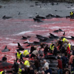 faroe-islands-locals-massacre-over-700-porpoises-in-gory-‘grindagrap’-tradition
