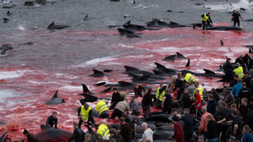 faroe-islands-locals-massacre-over-700-porpoises-in-gory-‘grindagrap’-tradition
