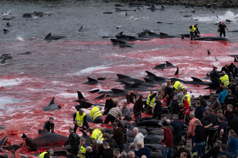 faroe-islands-locals-massacre-over-700-porpoises-in-gory-‘grindagrap’-tradition