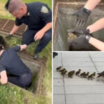 nypd-cops-heroically-save-11-ducklings-from-storm-drain-in-front-of-their-frantic-mother:-video