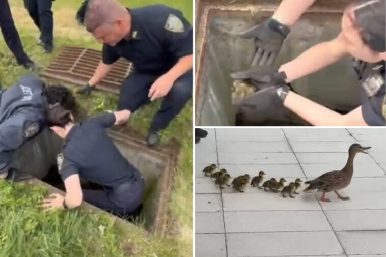 nypd-cops-heroically-save-11-ducklings-from-storm-drain-in-front-of-their-frantic-mother:-video