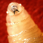 flesh-eating-‘screwworm’-scare-reaches-the-u.s