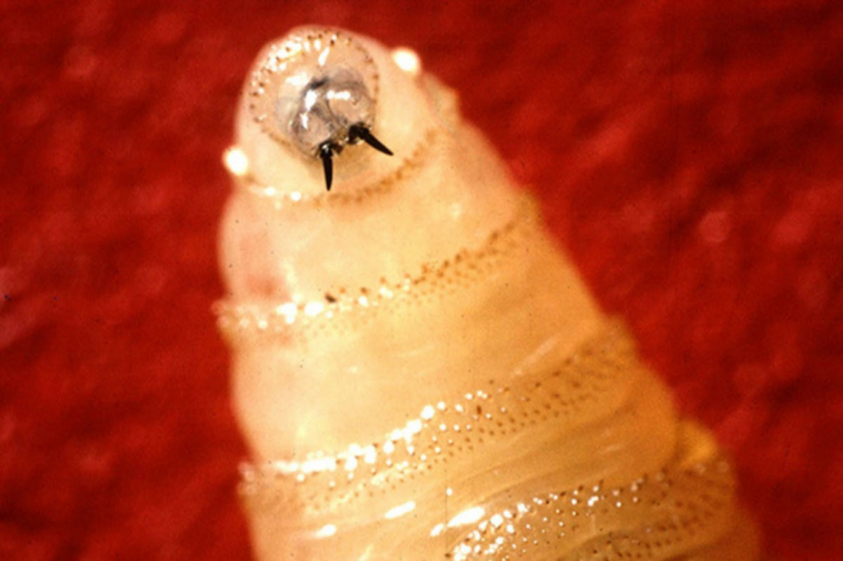 flesh-eating-‘screwworm’-scare-reaches-the-u.s