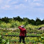 report:-republican-agriculture-chair-plans-expansion-of-foreign-visa-worker-pipeline-to-us.-farms