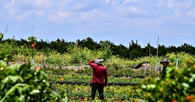 report:-republican-agriculture-chair-plans-expansion-of-foreign-visa-worker-pipeline-to-us.-farms