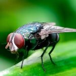 ‘horror’-flesh-eating-new-world-screwworm-case-detected-in-texas:-usda