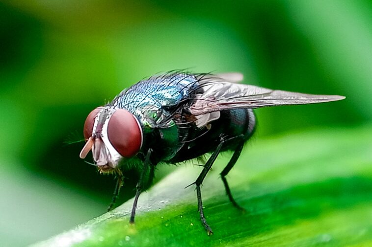 ‘horror’-flesh-eating-new-world-screwworm-case-detected-in-texas:-usda