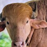 albino-buffalo-nicknamed-‘donald-trump’-becomes-sensation-at-bangladesh’s-national-zoo-for-its-blond-hair