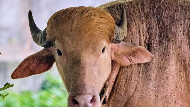 albino-buffalo-nicknamed-‘donald-trump’-becomes-sensation-at-bangladesh’s-national-zoo-for-its-blond-hair