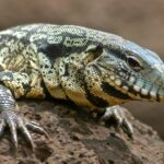 georgia-officials-urge-residents-to-kill-giant,-invasive-lizards-spreading-disease-and-devouring-wildlife