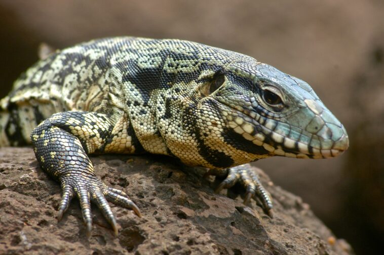 georgia-officials-urge-residents-to-kill-giant,-invasive-lizards-spreading-disease-and-devouring-wildlife