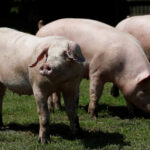 hungary-to-kill-3,000-domestic-pigs-following-country’s-first-report-of-african-swine-fever