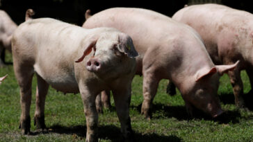 hungary-to-kill-3,000-domestic-pigs-following-country’s-first-report-of-african-swine-fever