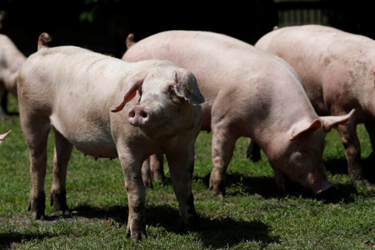 hungary-to-kill-3,000-domestic-pigs-following-country’s-first-report-of-african-swine-fever