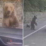 wild-video-shows-heart-stopping-moment-bear-attacks-tourist-who-made-foolish-‘mistake’-in-beast’s-territory