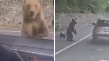 wild-video-shows-heart-stopping-moment-bear-attacks-tourist-who-made-foolish-‘mistake’-in-beast’s-territory