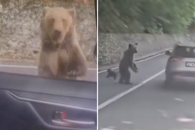 wild-video-shows-heart-stopping-moment-bear-attacks-tourist-who-made-foolish-‘mistake’-in-beast’s-territory