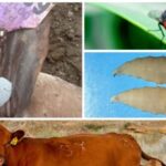 flesh-eating-screwworm-found-in-texas,-infected-calf-detected-near-border