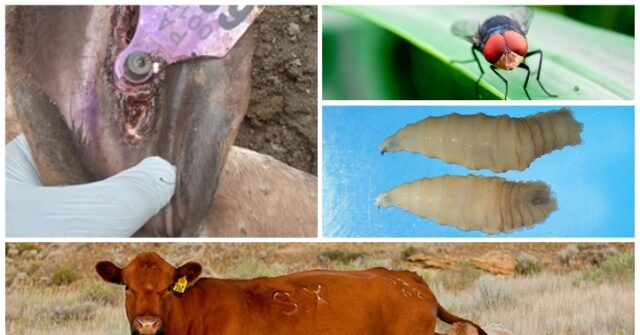 flesh-eating-screwworm-found-in-texas,-infected-calf-detected-near-border