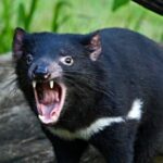 video:-crafty-tasmanian-devil-escapes-zoo,-evades-captors-and-begins-life-on-the-run