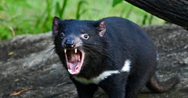 video:-crafty-tasmanian-devil-escapes-zoo,-evades-captors-and-begins-life-on-the-run
