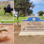 deadly-virus-now-spreads-to-crows-in-san-diego-—-as-officials-issue-warning
