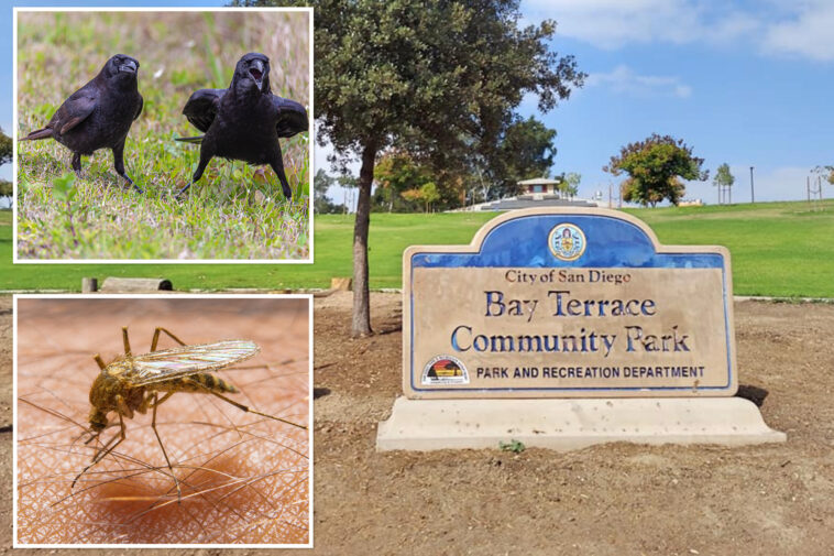 deadly-virus-now-spreads-to-crows-in-san-diego-—-as-officials-issue-warning