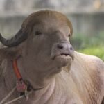 albino-buffalo-nicknamed-‘donald-trump’-becomes-national-sensation-at-bangladesh-zoo-for-his-blond-hair