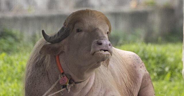 albino-buffalo-nicknamed-‘donald-trump’-becomes-national-sensation-at-bangladesh-zoo-for-his-blond-hair