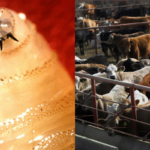 flesh-eating-screwworm-reaches-us.-livestock