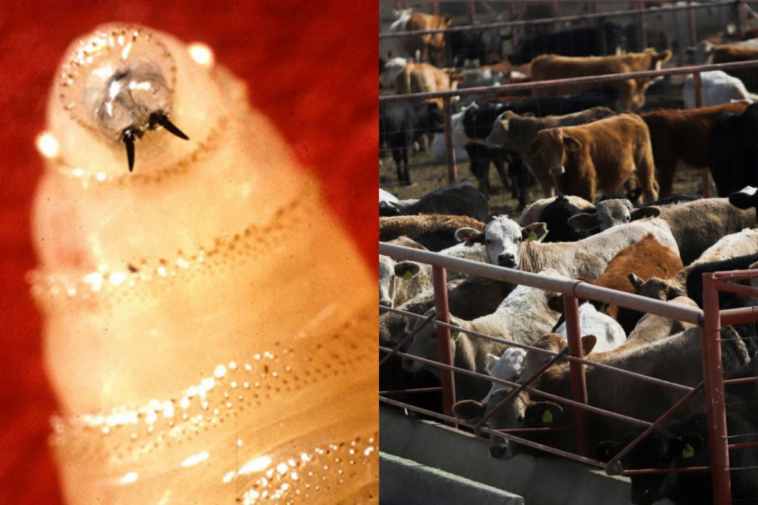 flesh-eating-screwworm-reaches-us.-livestock