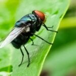 flesh-eating-parasite-discovered-in-us-cattle-decades-after-being-eradicated-from-the-country
