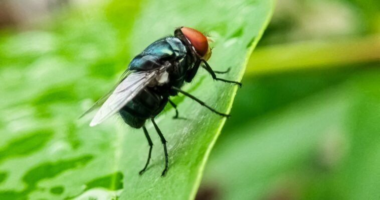 flesh-eating-parasite-discovered-in-us-cattle-decades-after-being-eradicated-from-the-country