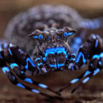 glowing-blue-spider-along-with-dozens-of-unknown-species-uncovered-in-angola-highlands