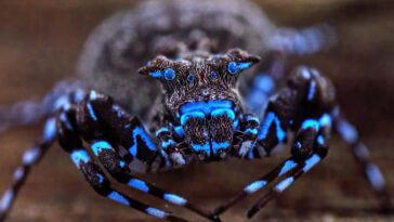 glowing-blue-spider-along-with-dozens-of-unknown-species-uncovered-in-angola-highlands