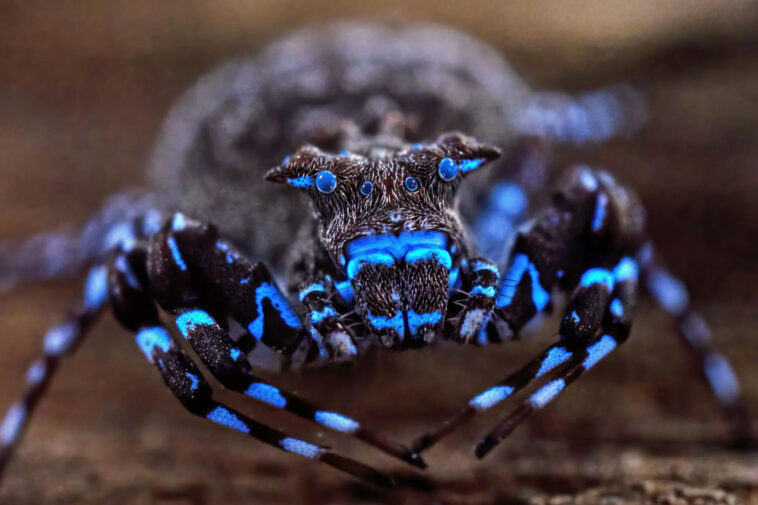 glowing-blue-spider-along-with-dozens-of-unknown-species-uncovered-in-angola-highlands