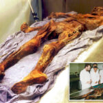 scientists-turn-yeast-found-in-gut-of-ancient-mummy-into-‘very-good’-sourdough-bread-—-beer’s-next