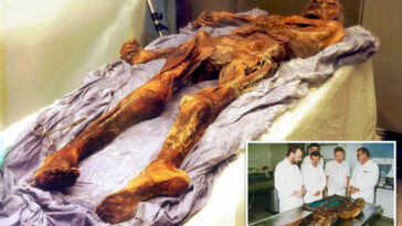 scientists-turn-yeast-found-in-gut-of-ancient-mummy-into-‘very-good’-sourdough-bread-—-beer’s-next