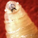 flesh-eating-screwworm-confirmed-in-texas-calf,-first-us.-livestock-case-in-60-years-triggers-emergency-quarantine
