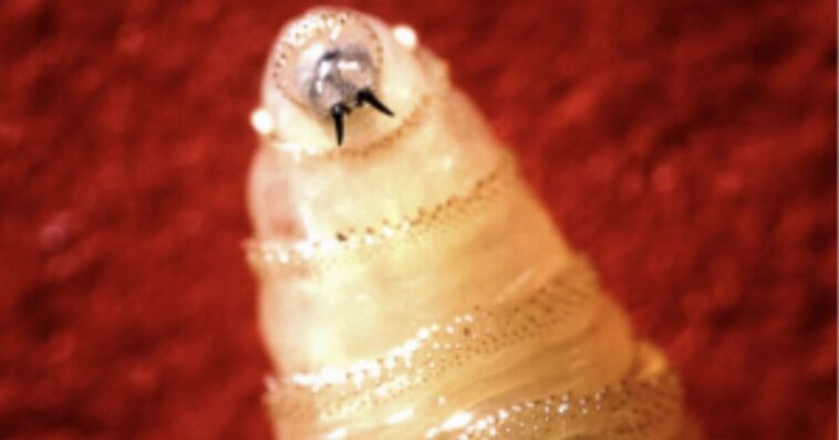 flesh-eating-screwworm-confirmed-in-texas-calf,-first-us.-livestock-case-in-60-years-triggers-emergency-quarantine