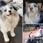 celeb-dog-with-1.5m-followers-is-stolen-and-sold-for-just-$26-—-then-eaten-at-restaurant
