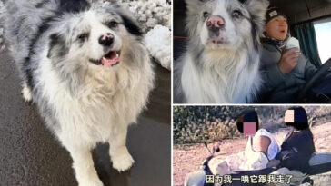 celeb-dog-with-1.5m-followers-is-stolen-and-sold-for-just-$26-—-then-eaten-at-restaurant