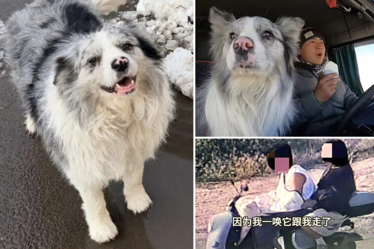 celeb-dog-with-1.5m-followers-is-stolen-and-sold-for-just-$26-—-then-eaten-at-restaurant