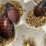 australia-seizes-100,000-illegal-cockroaches-in-record-bug-bust