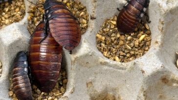 australia-seizes-100,000-illegal-cockroaches-in-record-bug-bust