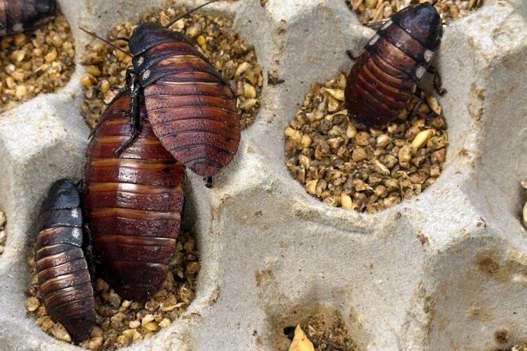 australia-seizes-100,000-illegal-cockroaches-in-record-bug-bust