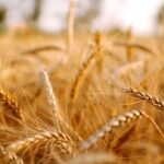 wheat-and-tares:-the-dividing-line-is-already-being-drawn