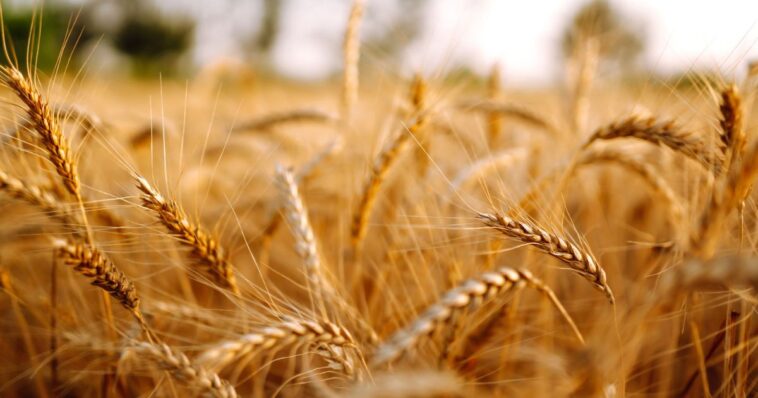 wheat-and-tares:-the-dividing-line-is-already-being-drawn