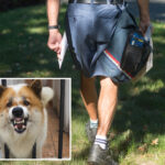 usps-reveals-startling-number-of-dog-attacks-on-workers-—-and-issues-urgent-warning-to-pet-owners
