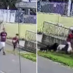 horrifying-footage-shows-moment-pack-of-dogs-attacks-boy-on-his-way-to-play-soccer